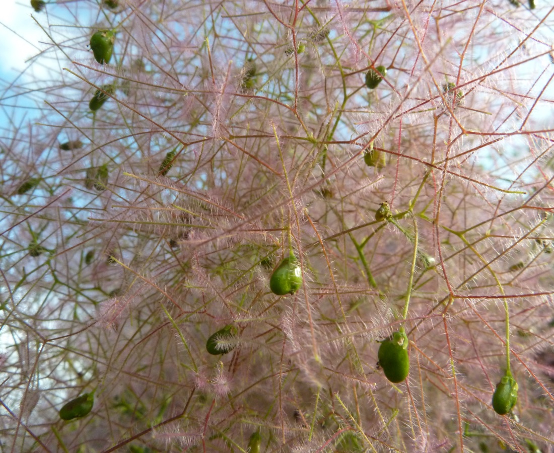 Image of Cotinus coggygria specimen.