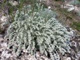 Artemisia caucasica