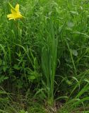 Hemerocallis lilio-asphodelus