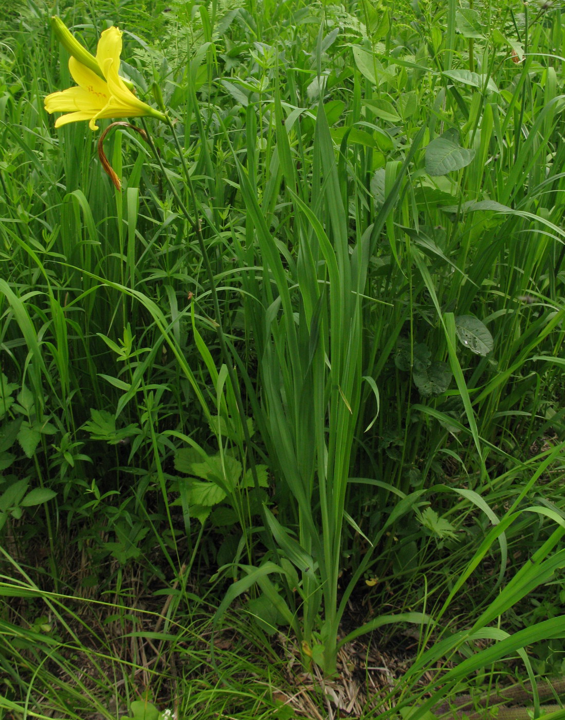 Image of Hemerocallis lilio-asphodelus specimen.