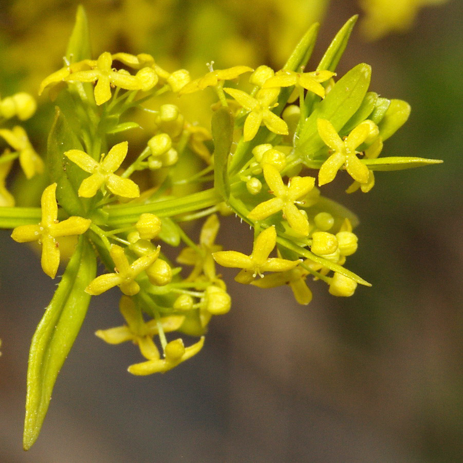 Изображение особи Cruciata coronata.