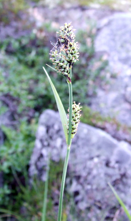 Изображение особи Carex adelostoma.