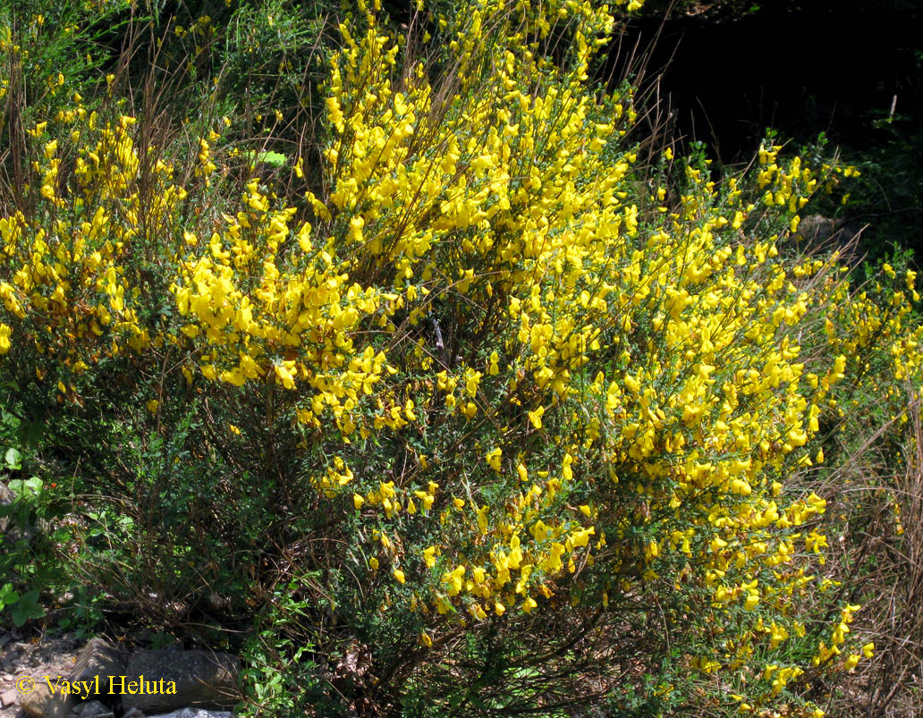 Image of Sarothamnus scoparius specimen.