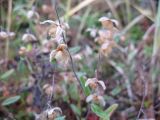 Helianthemum arcticum
