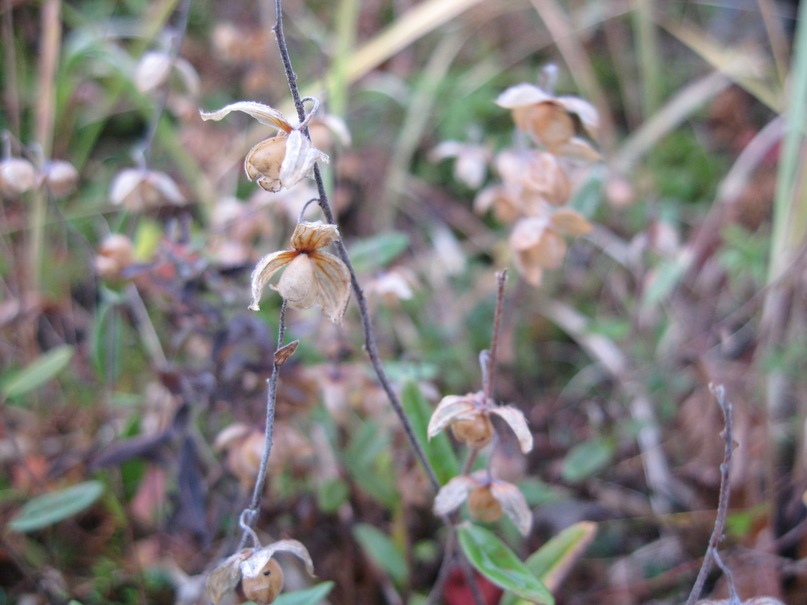 Image of Helianthemum arcticum specimen.