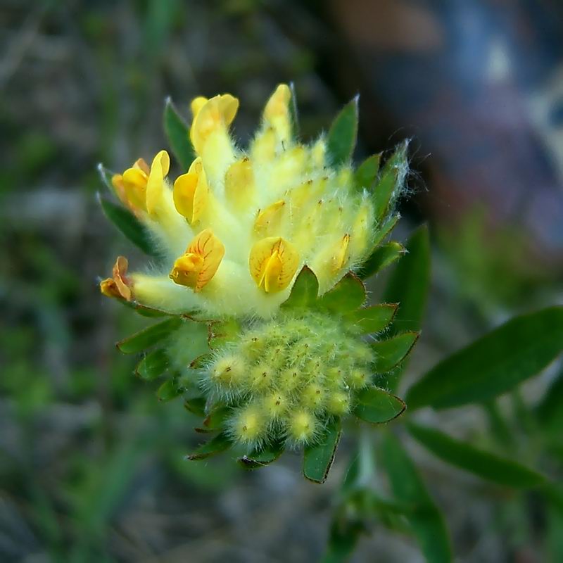 Изображение особи Anthyllis macrocephala.