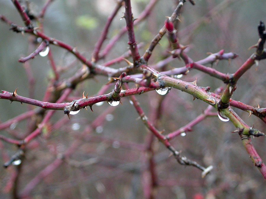 Image of Rosa canina specimen.