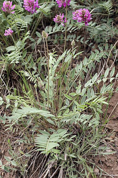 Image of familia Fabaceae specimen.