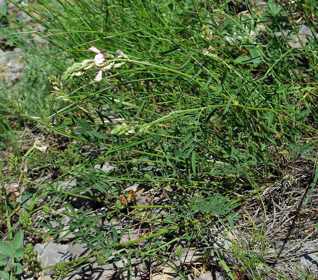Image of Hedysarum taschkendicum specimen.