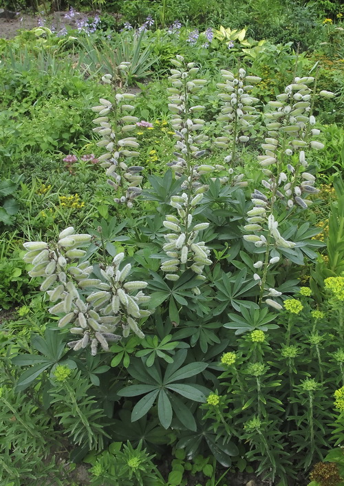 Изображение особи Lupinus polyphyllus.