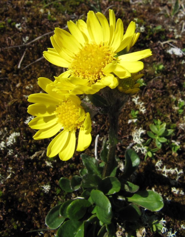 Image of Tephroseris atropurpurea specimen.