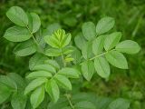 Rosa rugosa. Верхушка побега. Московская обл., Раменский р-н, окрестности д. Хрипань, дачный участок. 20.08.2003.