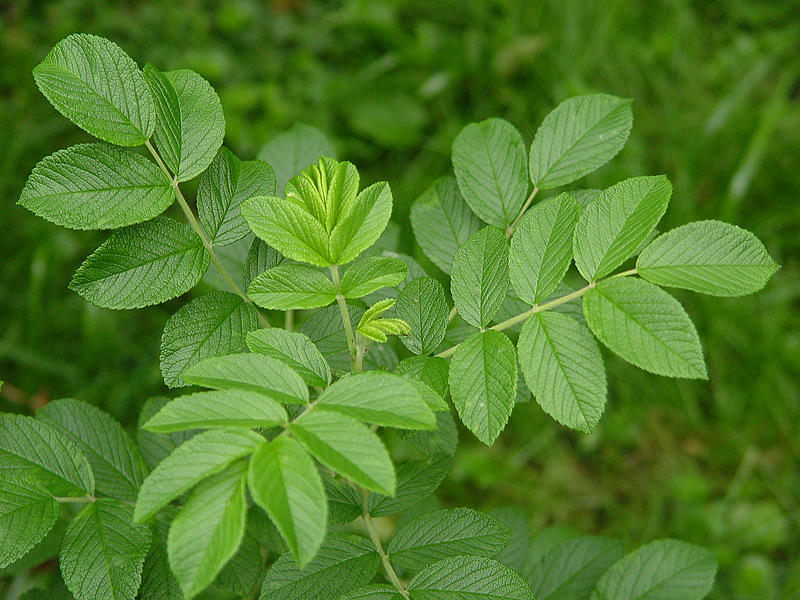 Изображение особи Rosa rugosa.