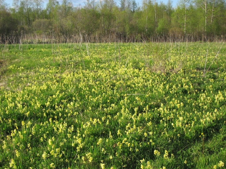 Изображение особи Primula elatior.