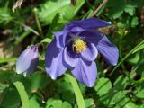 Aquilegia glandulosa