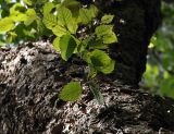 genus Betula