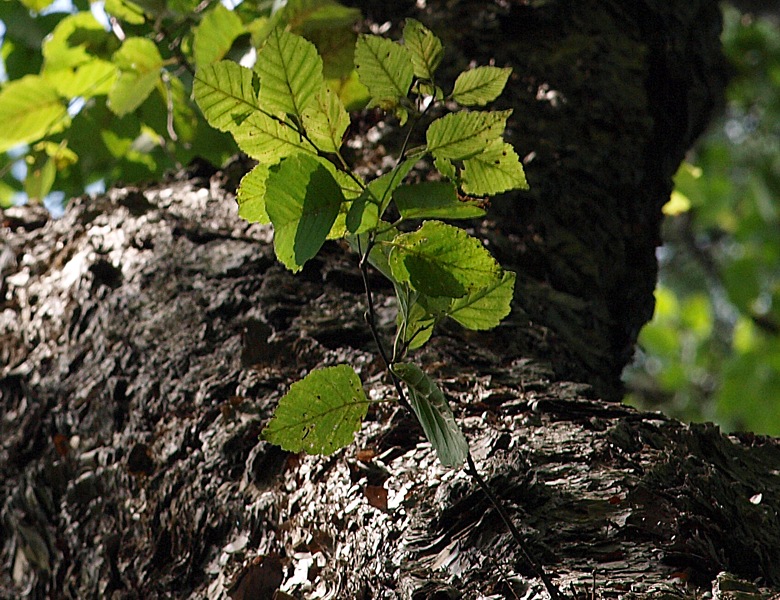 Изображение особи род Betula.