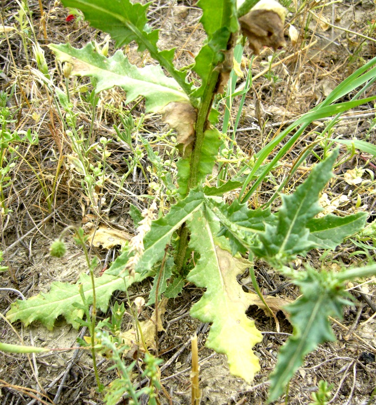 Image of Carduus nikitinii specimen.