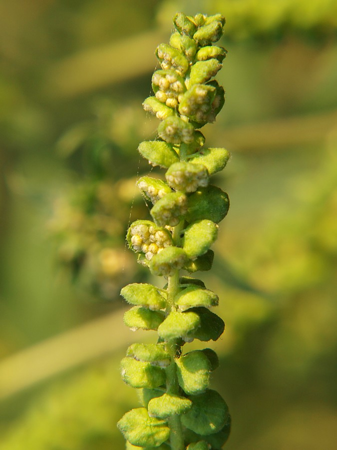 Image of Ambrosia psilostachya specimen.