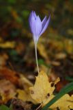 Crocus speciosus