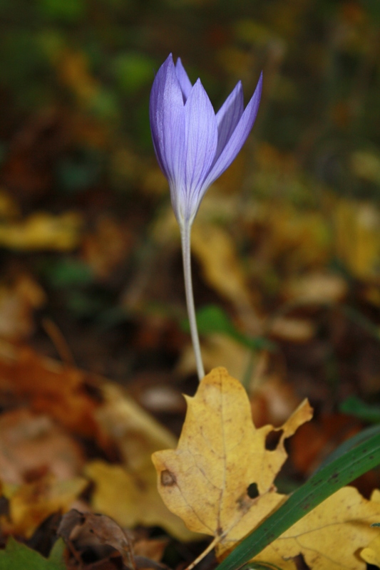 Image of Crocus speciosus specimen.