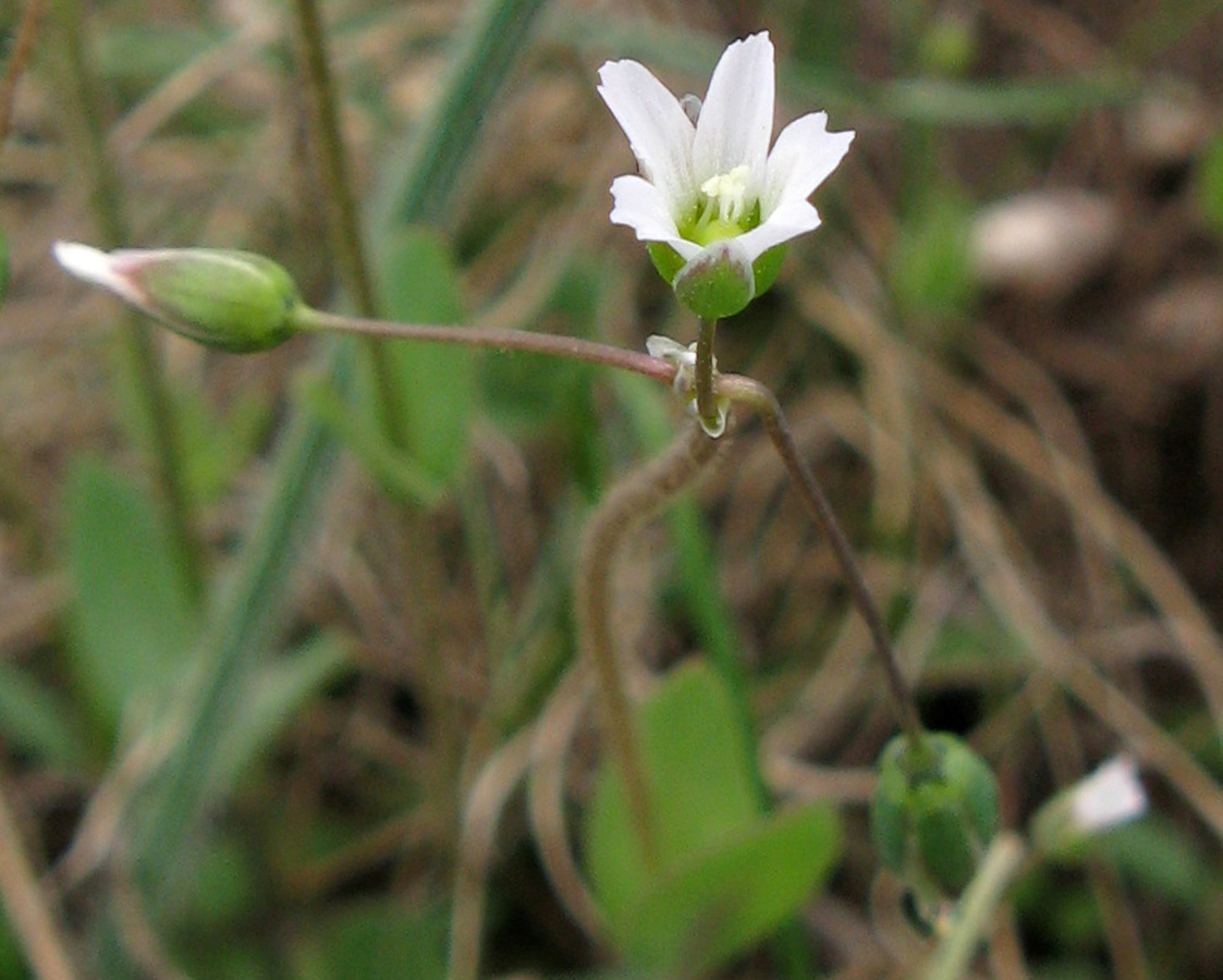 Image of Holosteum umbellatum specimen.