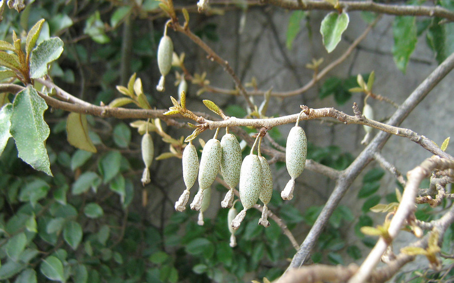 Image of Elaeagnus pungens specimen.