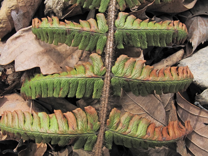 Изображение особи Dryopteris crassirhizoma.