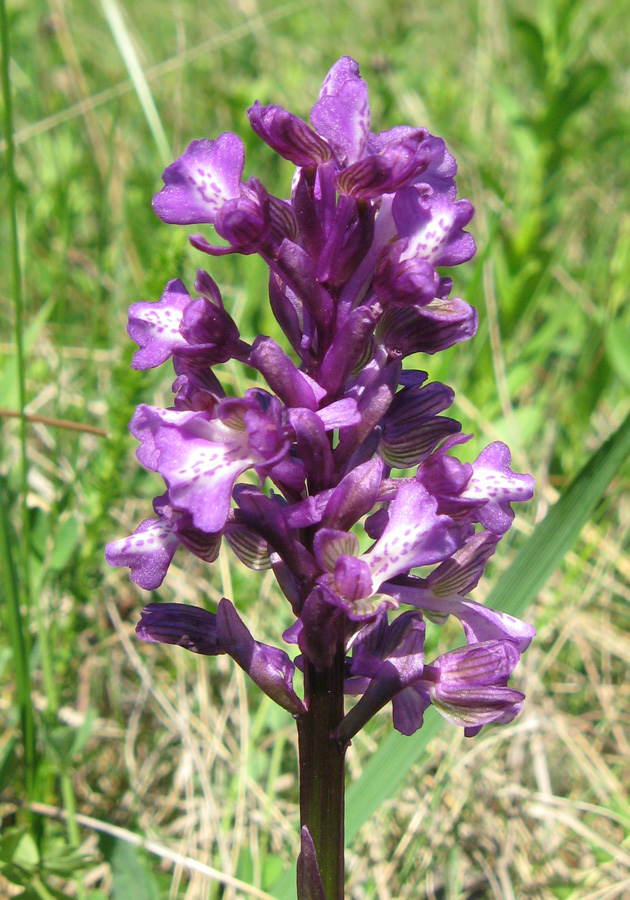 Image of Anacamptis morio ssp. caucasica specimen.