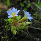 Image of taxon representative. Author is Вера Волкотруб