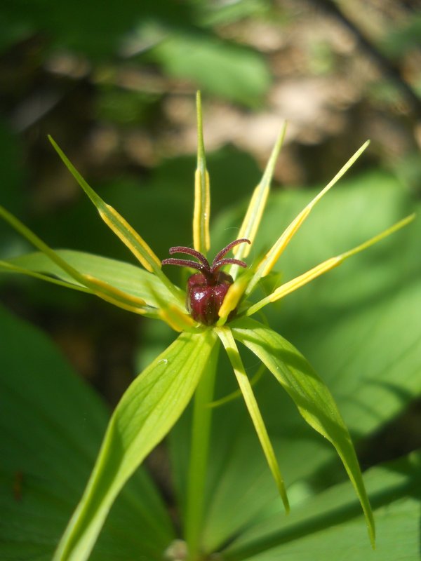 Изображение особи Paris quadrifolia.