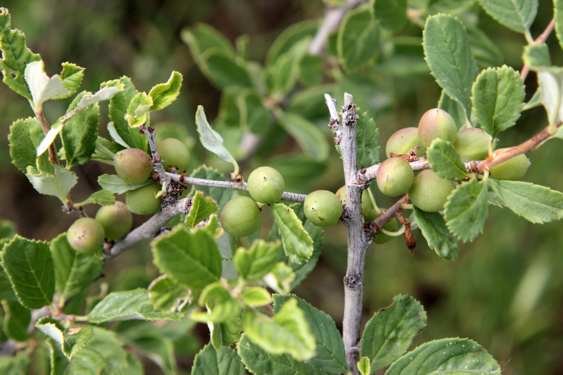 Изображение особи Cerasus erythrocarpa.