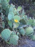 Opuntia engelmannii подвид lindheimeri. Цветущее и плодоносящие растение. Южный берег Крыма, р-н пгт Партенит, мыс Плака. 20 июня 2012 г.