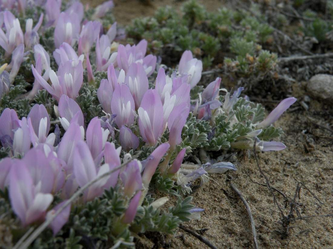 Изображение особи Astragalus ammodytes.