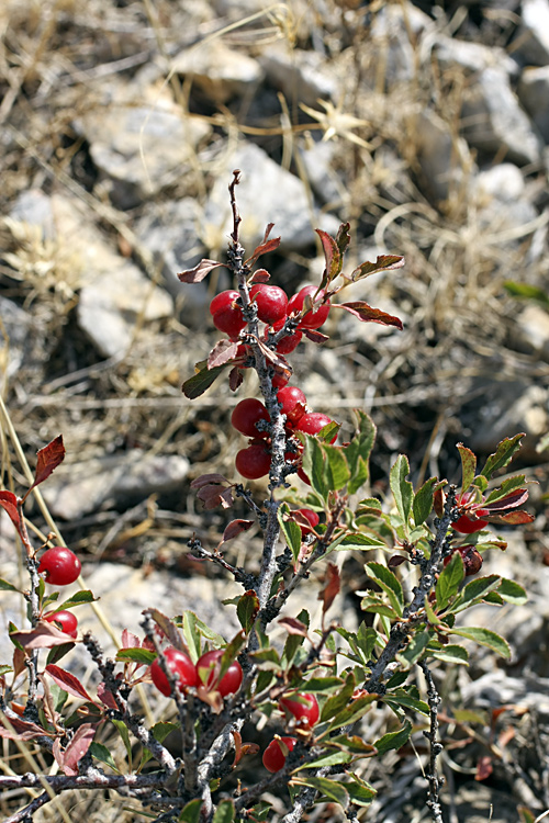 Image of Cerasus tianshanica specimen.
