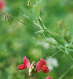 Lathyrus litvinovii. Часть побега с соцветием. Башкирия, Бурзянский р-н, заповедник Шульган-таш, луг. 15.07.2008.