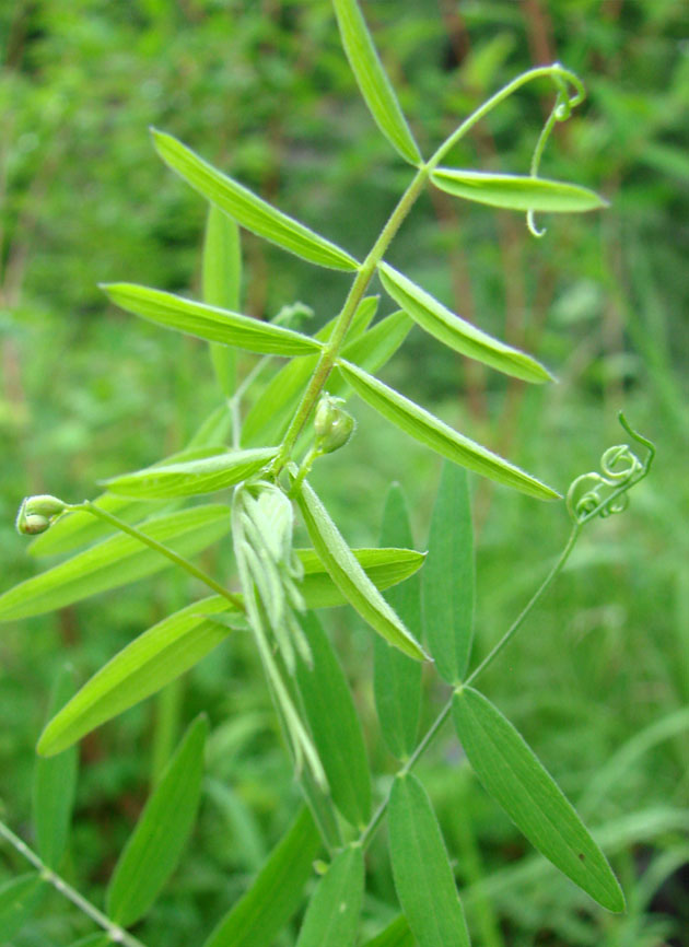 Изображение особи Lathyrus pilosus.