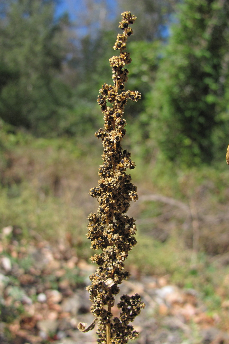 Image of Dysphania botrys specimen.