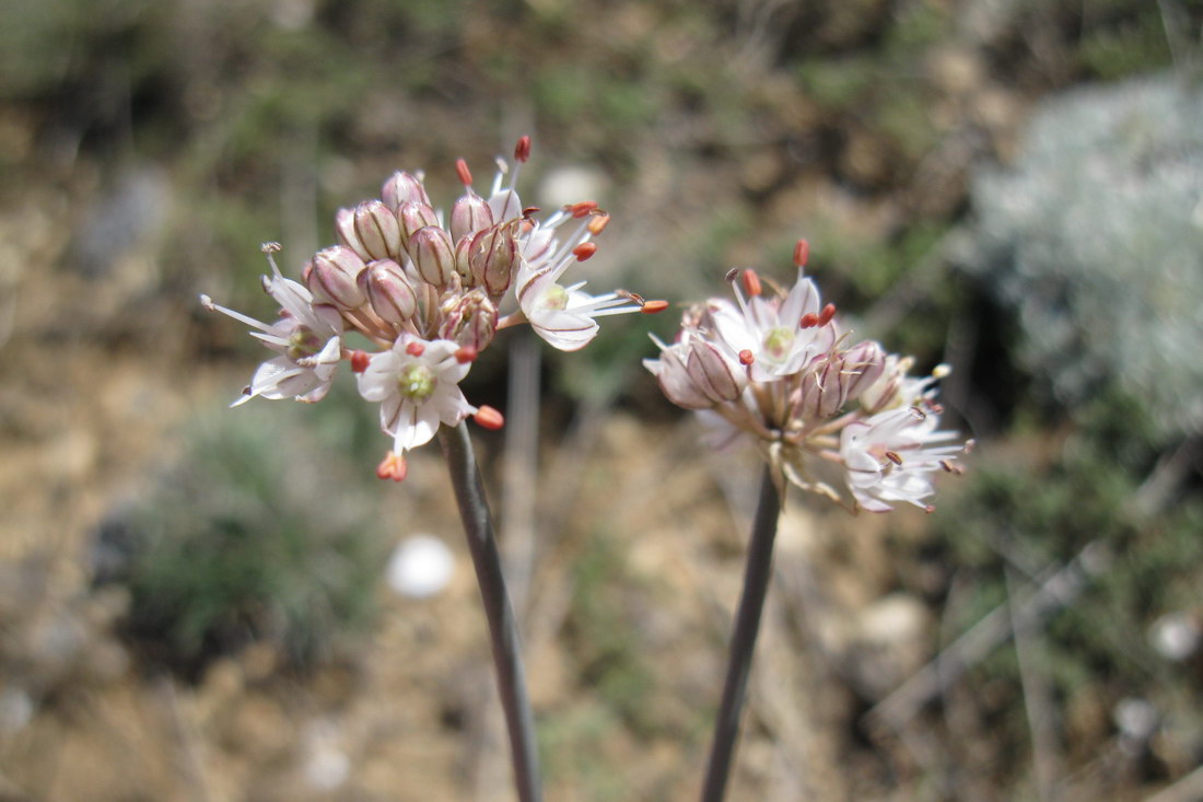 Изображение особи Allium tarkhankuticum.