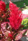 Celosia argentea