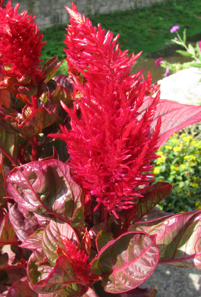 Image of Celosia argentea specimen.