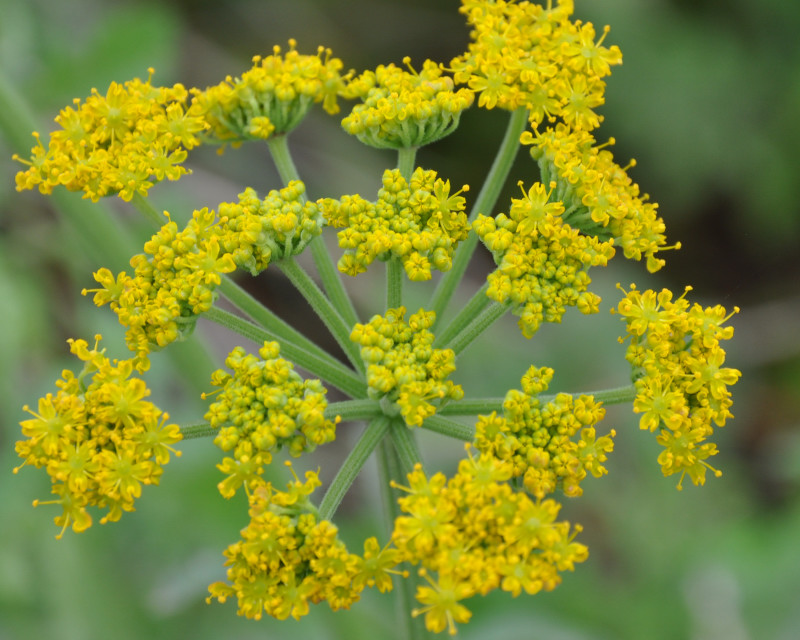 Изображение особи Pastinaca clausii.