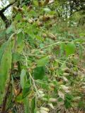 Inula conyza