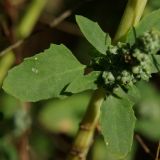 Chenopodium zerovii