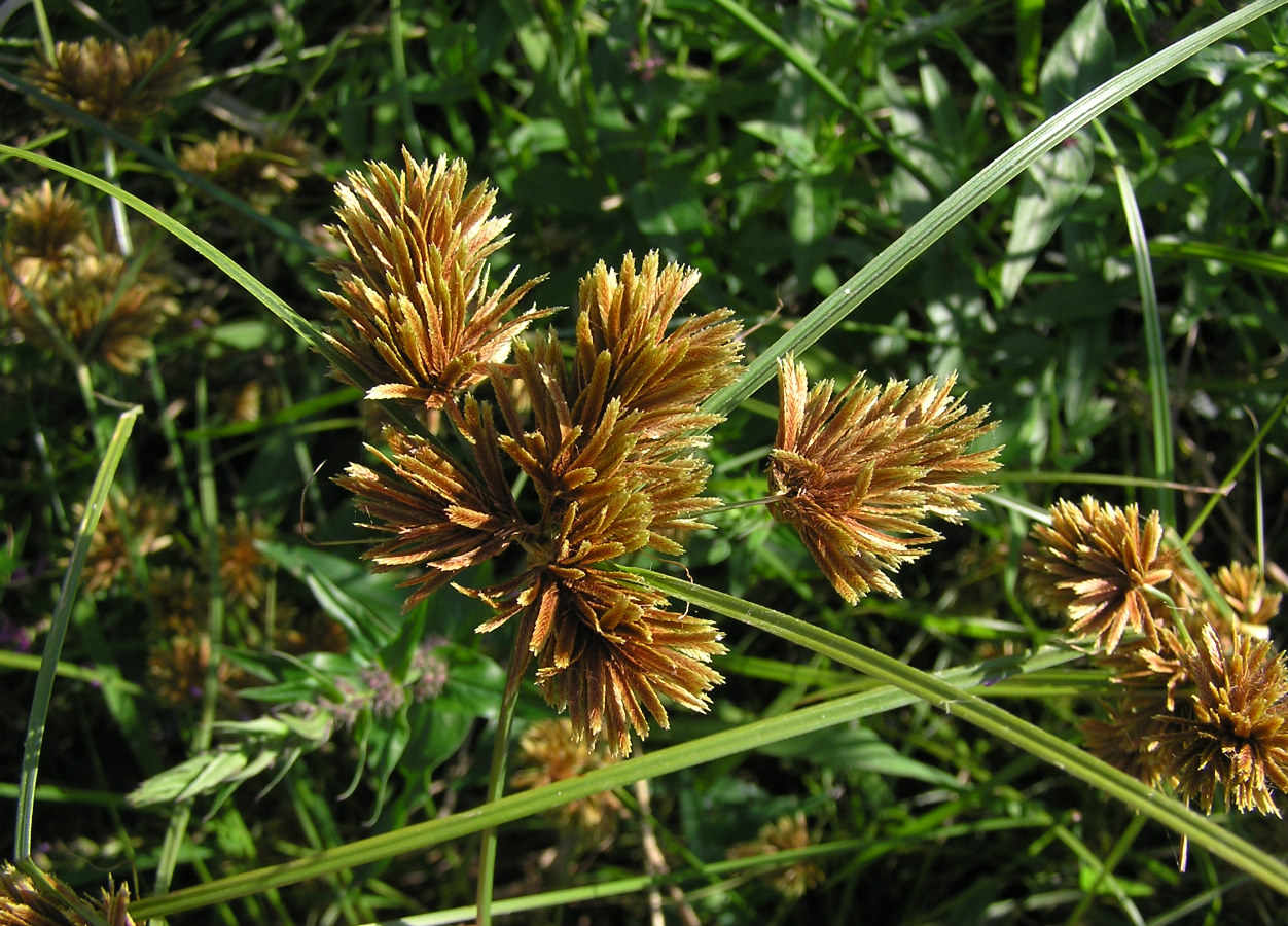 Изображение особи Cyperus glomeratus.