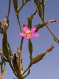 genus Centaurium