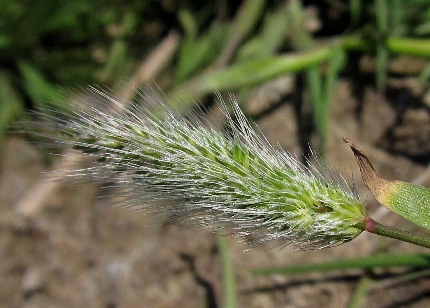 Изображение особи Polypogon maritimus.