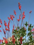 Erythrina humeana