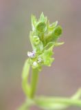 Valerianella muricata. Плоды. Israel, Mount Carmel. 28.03.2008.