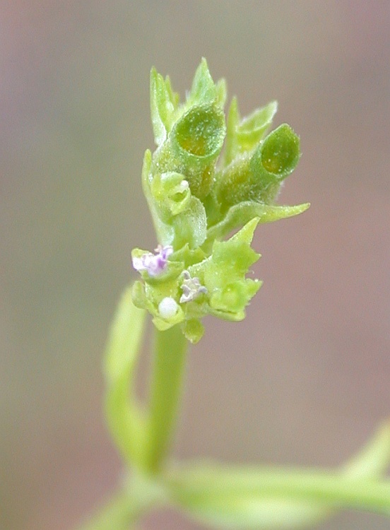 Image of Valerianella muricata specimen.